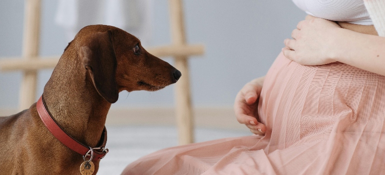 Woman Showing Her Belly on Her Pet Dog