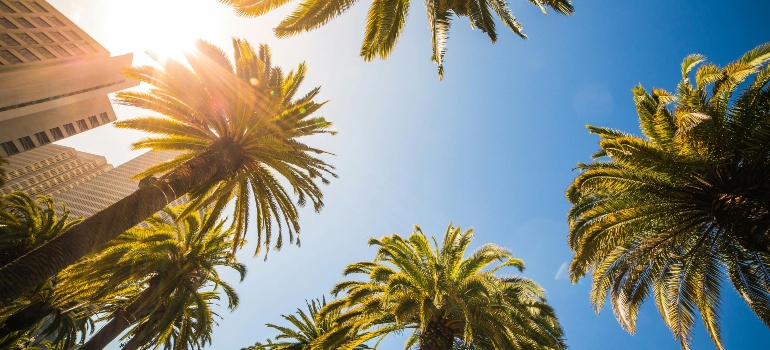 Green Leaf Palm Trees Near White Structure